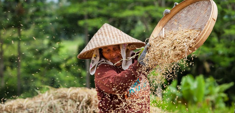 Balinese rice threshing