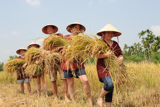 Women carrying rice harvest