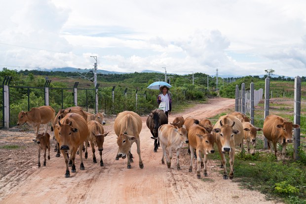 Cattle Laos China
